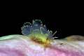 Cyercie graeca è un mollusco privo di conchiglia (opistobranco). Vive su alghe a piccola e media profondità.<br>Opistobranch, Cyercie cristallina, Sardinia, Italy