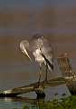 Airone cenerino, Grey Heron (Ardea cinerea). Cabras, Oristano, Sardegna, Italia<br><br><br><br>